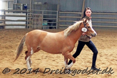 Kongsh  js Nuggi 020