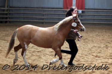 Kongsh  js Nuggi 022