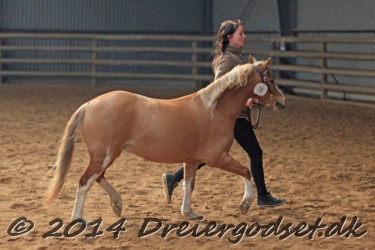 Kongsh  js Nuggi 023