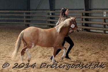 Kongsh  js Nuggi 024