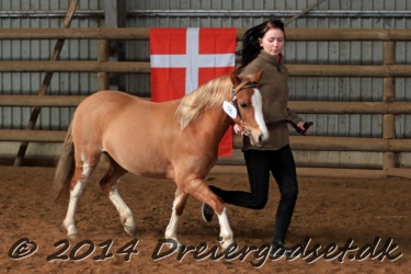 Kongsh  js Nuggi 026