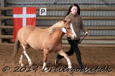 Kongsh  js Nuggi 027