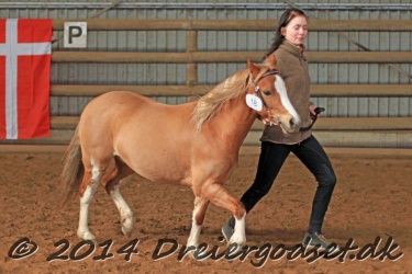 Kongsh  js Nuggi 028