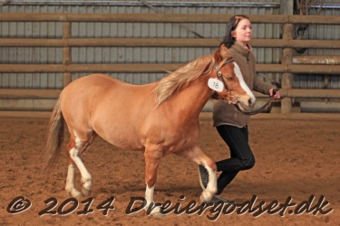 Kongsh  js Nuggi 029