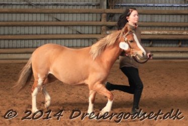 Kongsh  js Nuggi 030