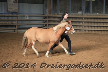 Kongsh  js Nuggi 031