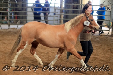 Kongsh  js Nuggi 032