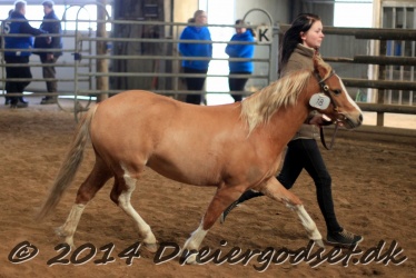 Kongsh  js Nuggi 033