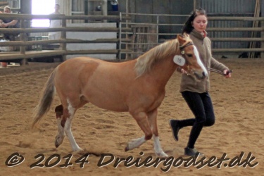 Kongsh  js Nuggi 034