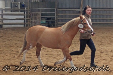 Kongsh  js Nuggi 035