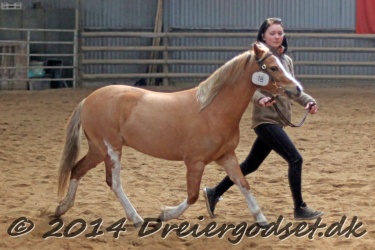 Kongsh  js Nuggi 036