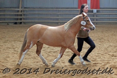 Kongsh  js Nuggi 037