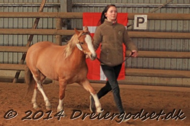 Kongsh  js Nuggi 038