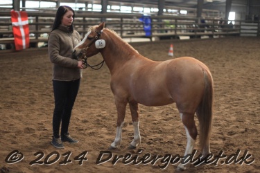 Kongsh  js Nuggi 039