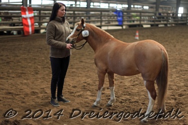 Kongsh  js Nuggi 040