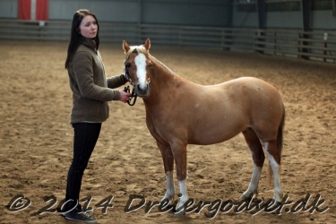 Kongsh  js Nuggi 042