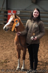 Kongsh  js Nuggi 050