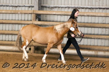 Kongsh  js Nuggi 057