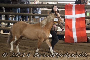 Kongsh  js Nuggi 058