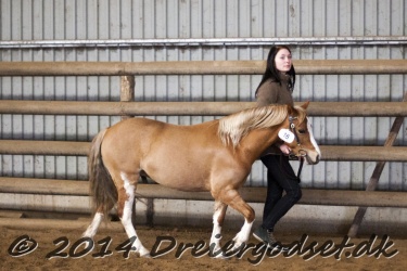 Kongsh  js Nuggi 059