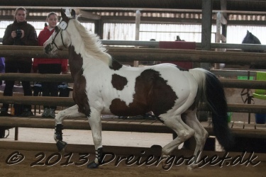 Kat  1 Axioma  s Breezer
