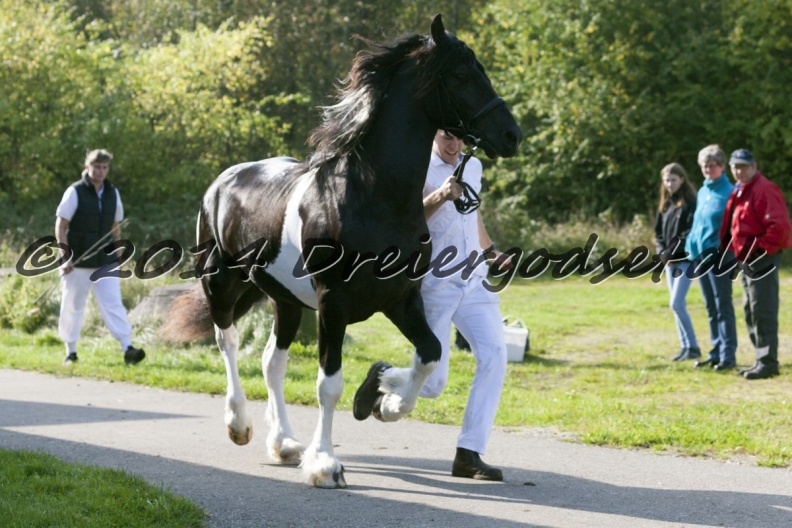 Lancelot-015.jpg