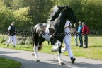 Lancelot-016