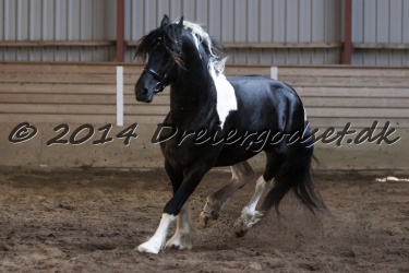 Nr.-11---Lancelot---Black-And-White-Frisian
