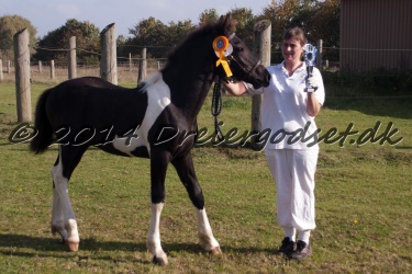 Nr.-4---Avelon-af-Kashede---Black-And-White-Friesian