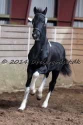 Nr.-5---Hc-horses-Heinmann---Black-And-White-Frisian