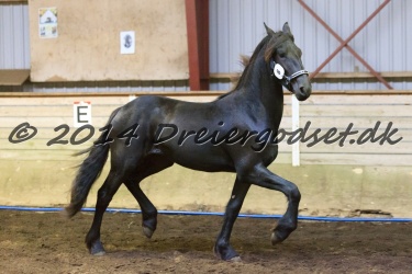 Nr.-6---Hc-horses-Frauke---Barokpferd