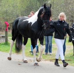 ZSSE K  ring d  11 Maj I Vorbasse