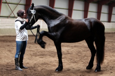 Klasse-7---Barockpinto-Hingst-Vallak