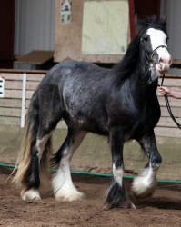 Klasse-9---Irish-Cob---Hopper