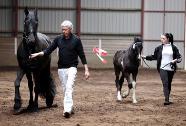 Klasse 2   Barockpinto   Hingstef  l