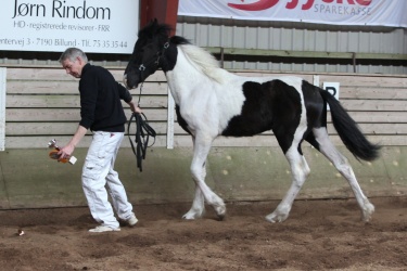 Klasse 3   Barockpinto   Hoppeplage   1    rs