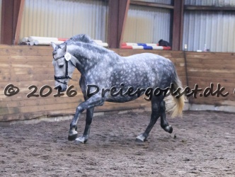 Kat  nr 39 Filippa