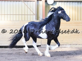 Kat  nr 43   Lancelot