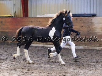 Kat. nr 29 Felix fan stald-barok