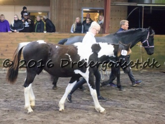Kat  nr 31 Revsgaards Rhapsody
