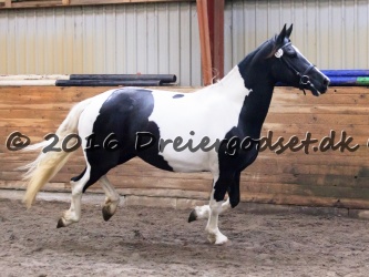 Kat  nr 33 Galina af Solvang