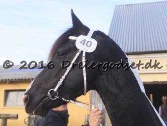 Kat  nr 40 Carano