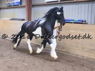 Kat  nr 43   Lancelot
